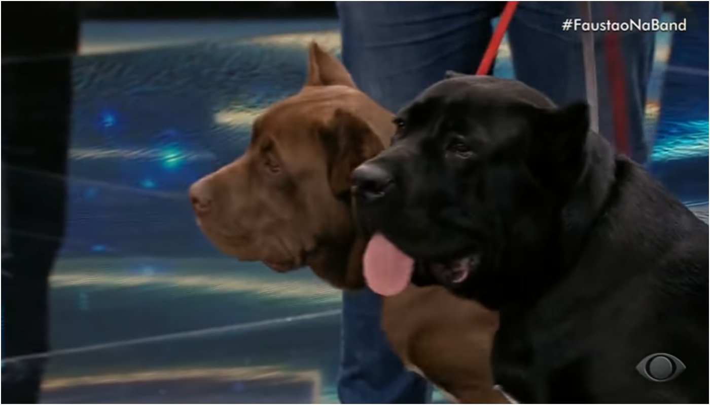 Cachorros de Faustão no palco da Band