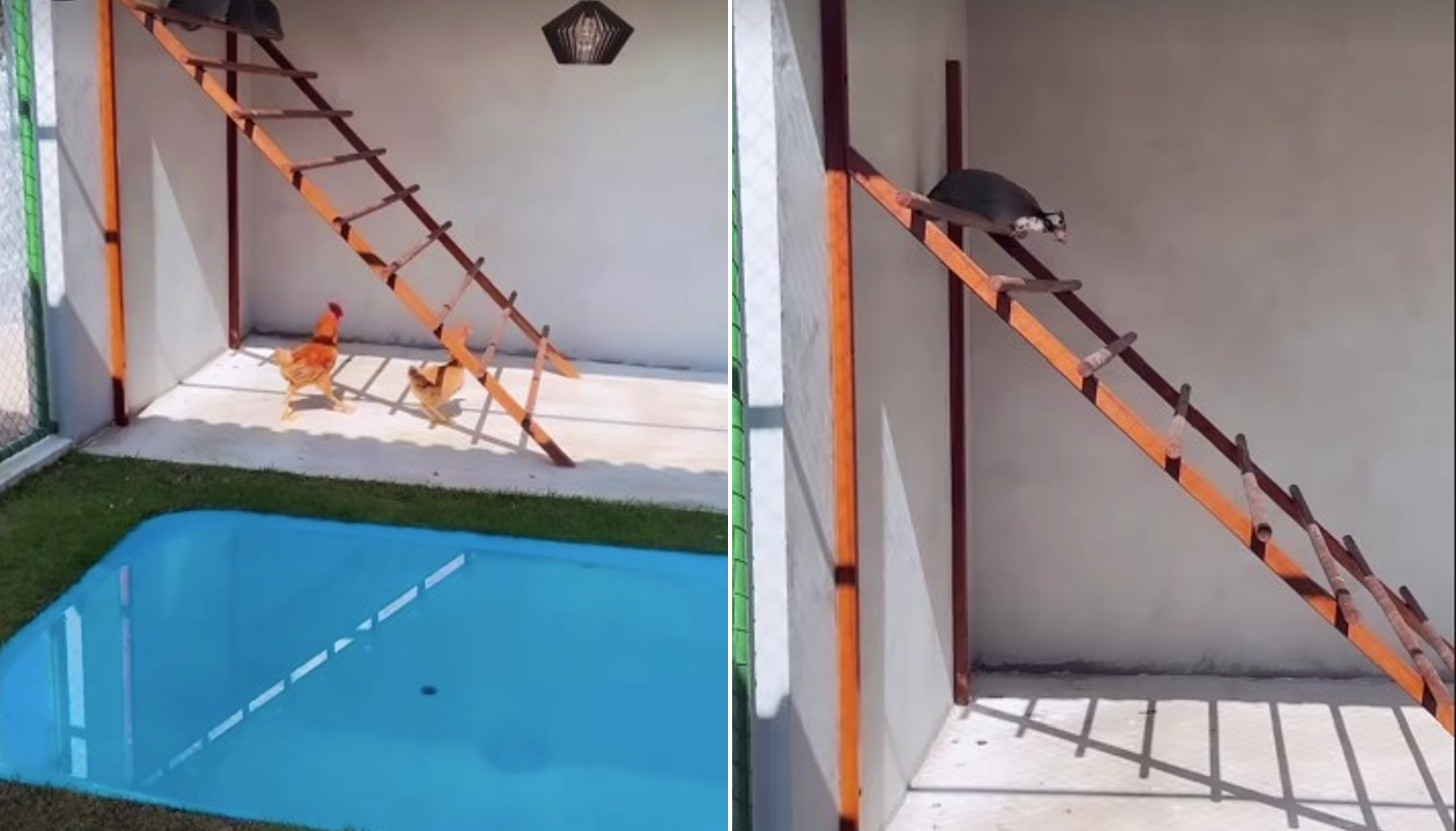 Galinheiro de luxo conta com uma piscininha